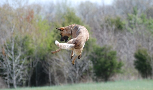 hond-honden