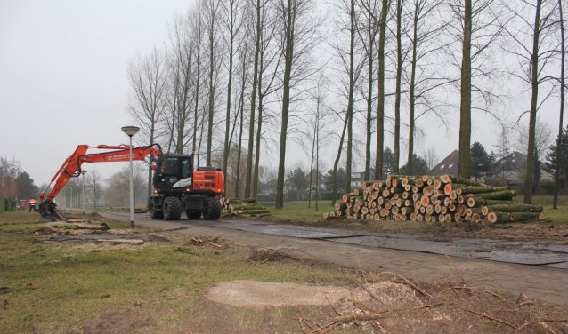 De hete zomer vol met hittegolven heeft honderden bomen in Halderberge het leven gekost. ARCHIEFFOTO