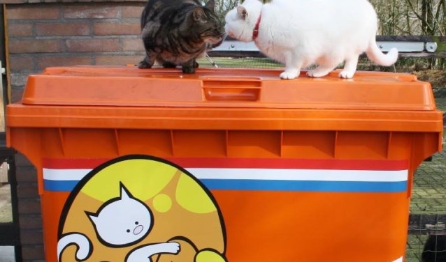 Eenzelfde container hoort voor Dintelkat in Dinteloord te staan. Op de foto zijn de katten Robijntje en Tinus te zien van Stichting Hanna die in De Achtste Hemel kwamen wonen.