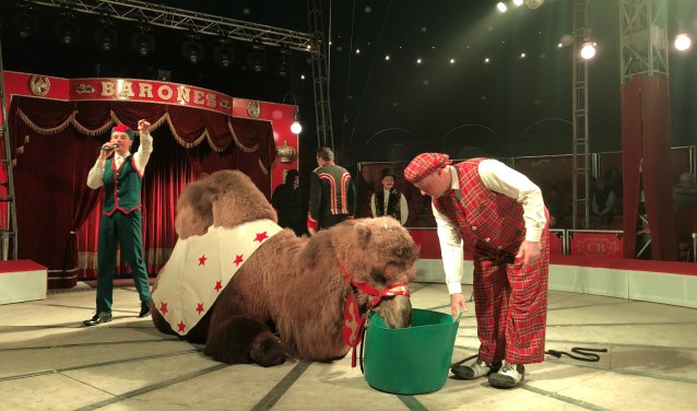 een Siberische steppekameel tijdens de show
