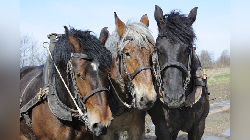 Tweedaags evenement met trekpaarden in Veere