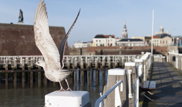 De drie visserijdagen vinden plaats in de haven.