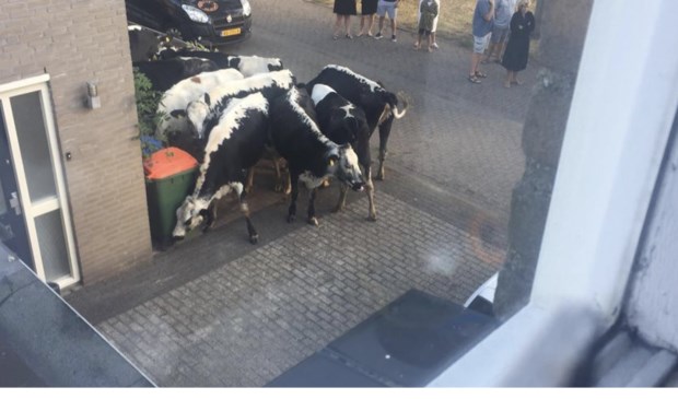 Dan staan er zomaar ineens koeien op je oprit.
