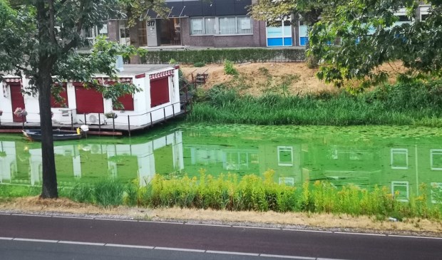 Blauwalg ter hoogte van de Tramsingel in Breda