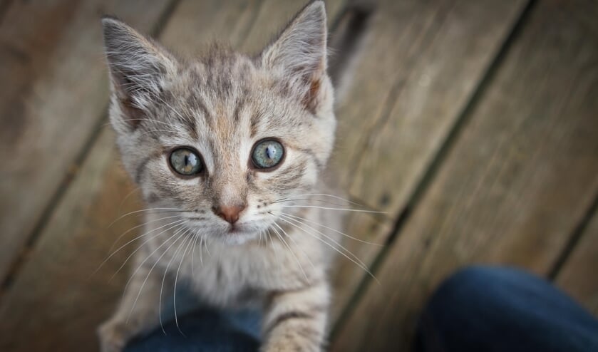Dierenasiel De Bevelanden zoekt vrijwilligers en donateurs