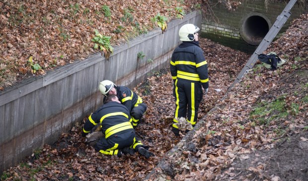 De brandweer kon het dier overmeesteren.