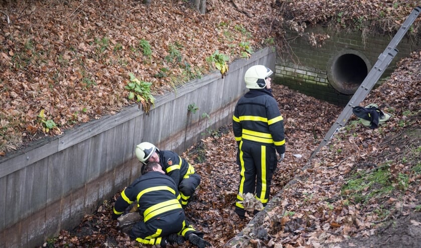 De brandweer kon het dier overmeesteren.