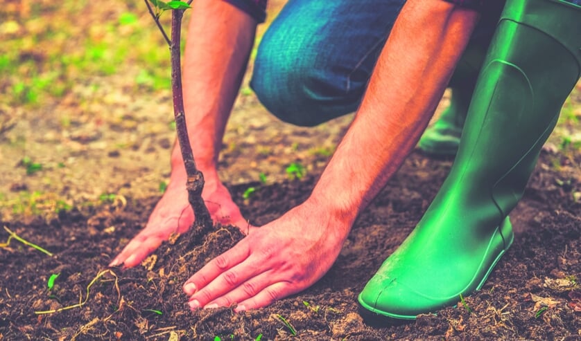 Lionsclub Tholen plant bomen aan in Sint-Maartensdijk