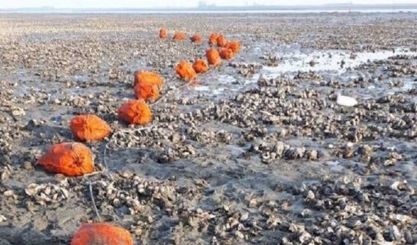 Beroepsvisser met bijna 700 kilo aan illegaal geraapte oesters betrapt