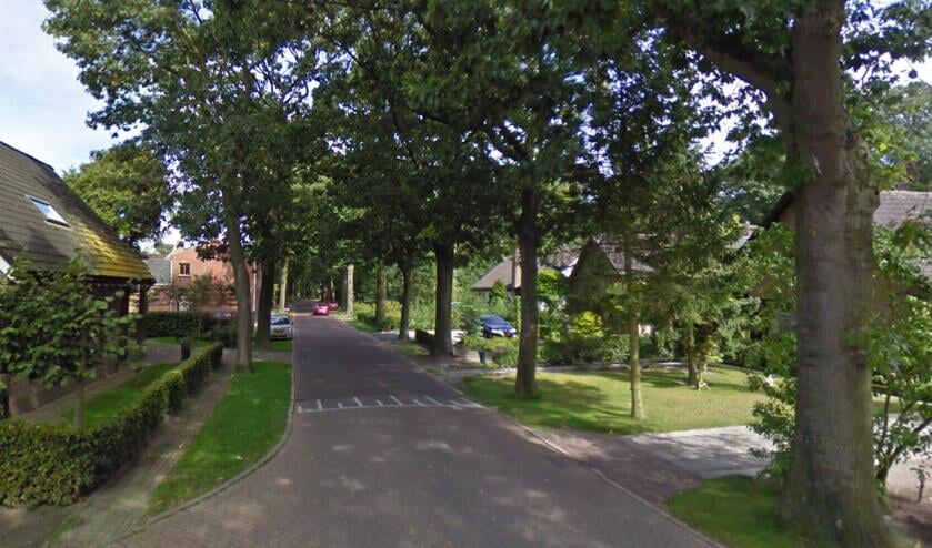 Bomen aan de Hollandseweg