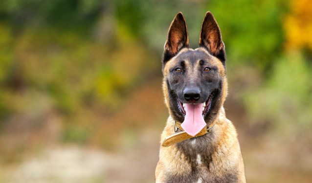 Je kunt nu stemmen op de mooiste hond van Nederland
