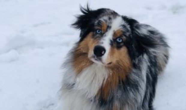 Hond Ice