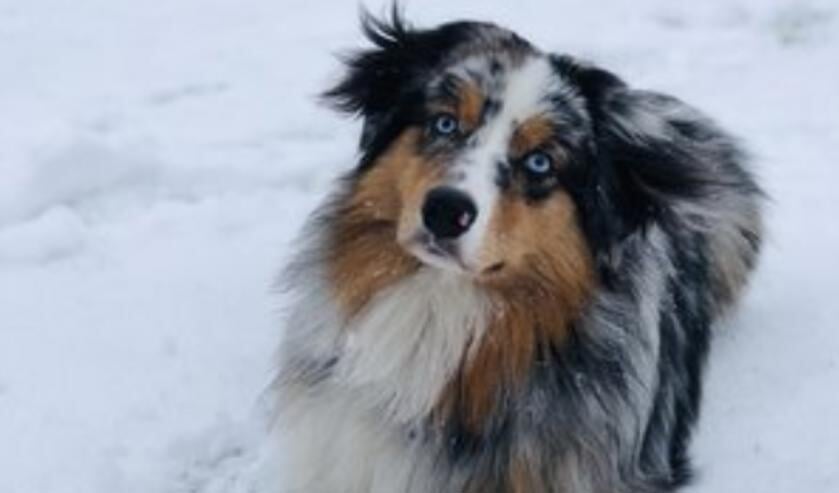 Hond Ice