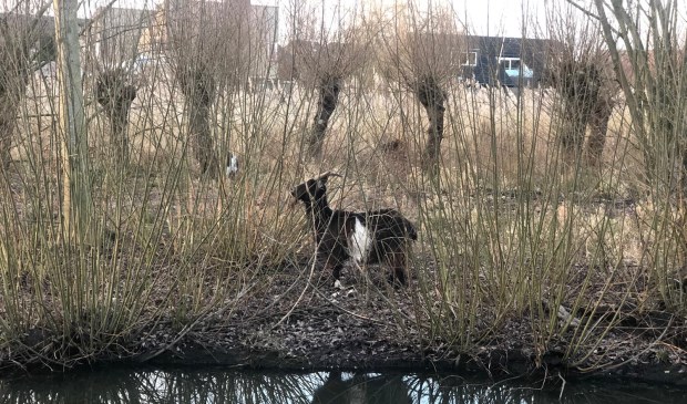 De Nederlandse landgeit op het Haagse Beemden Eiland.