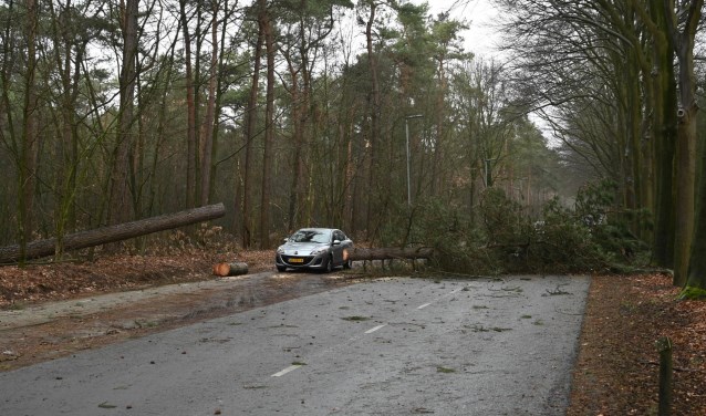 Omgevallen bomen op de Galderse Weg afgelopen zondagmiddag.
