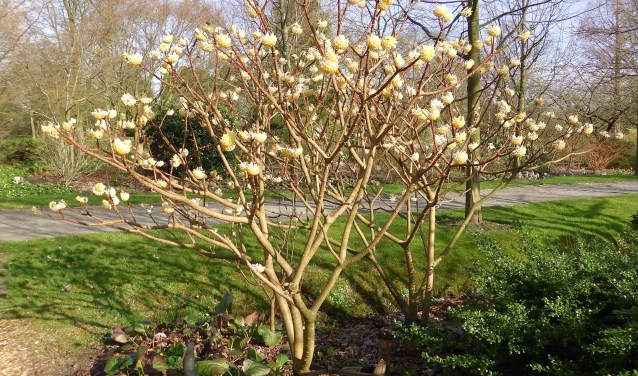 Chinese Papierstruik een van de Kroonjuwelen van de tuin in Oudenbosch. FOTO FRANK VAN ANDEL