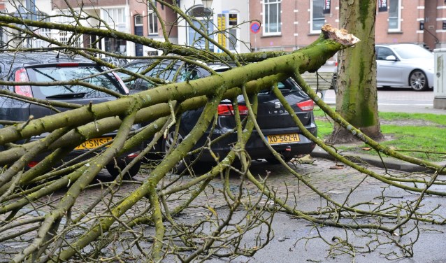 Afgebroken takken van bomen na de eerste storm in 2019 in Breda