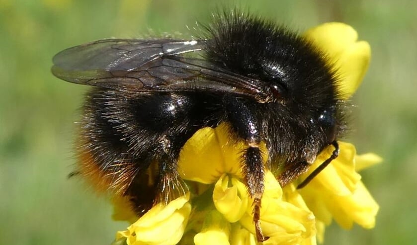 Meest bedreigde bijensoorten in kaart gebracht