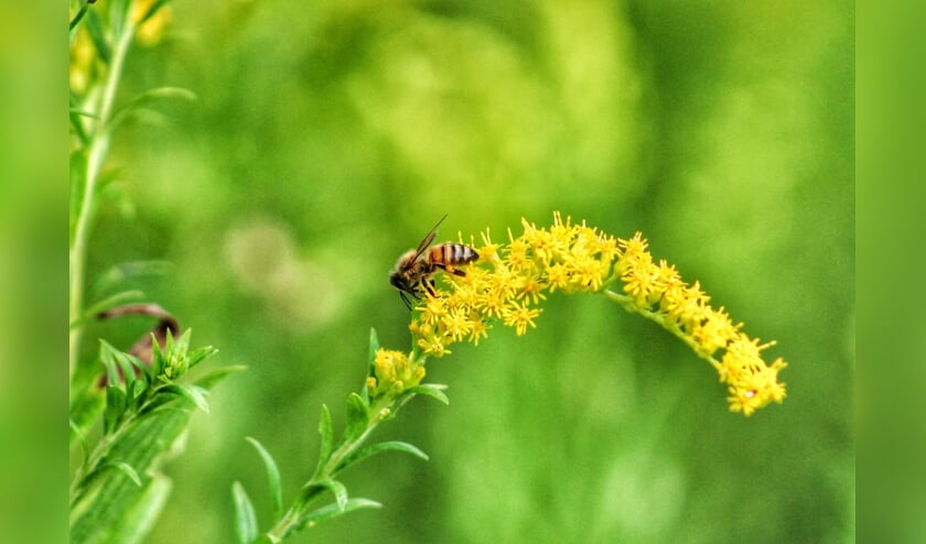 Bloemzaad voor bijen uitgedeeld in Lange Delft