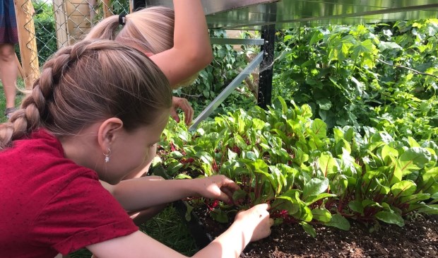 Je eigen moestuin in een rek op hoogte. Makkelijker kan niet.