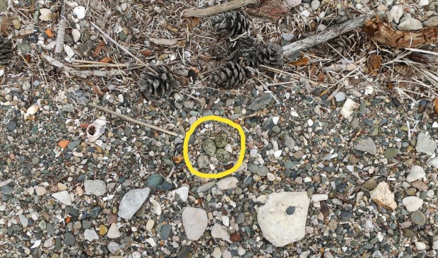 Strandgangers kunnen per ongeluk op de eitjes stappen.