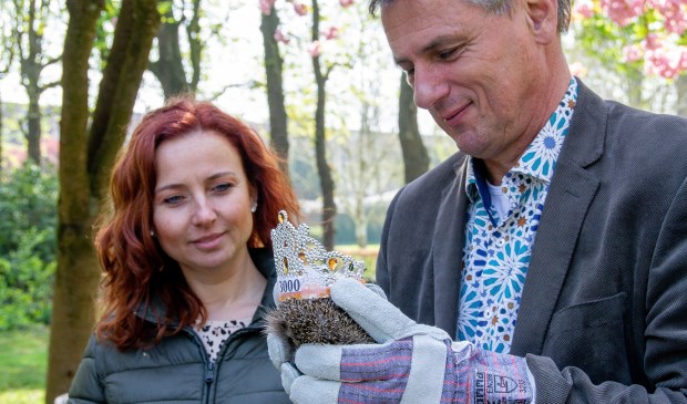 Vindster Judith Dam en wethouder Toine Theunis mogen de drieduizendste egel uitzetten