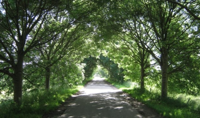 bomen2