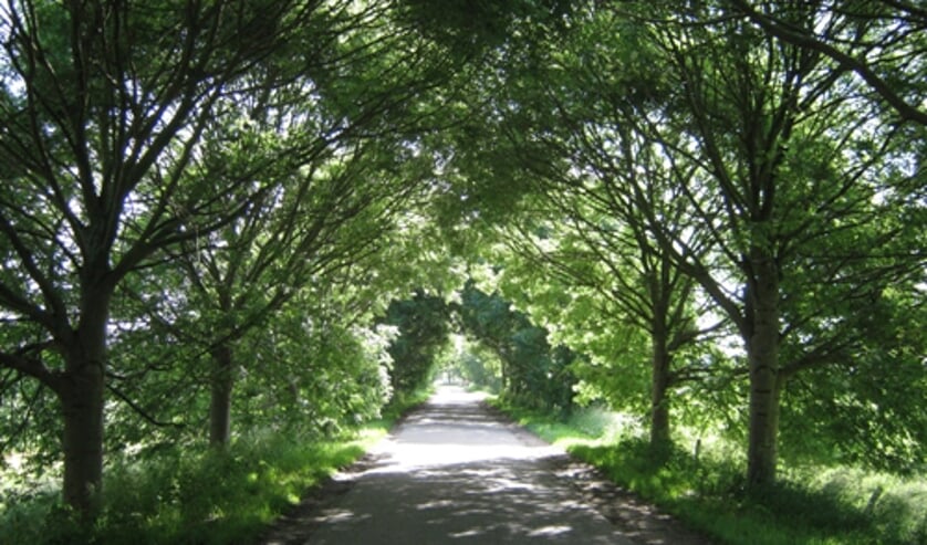 bomen2