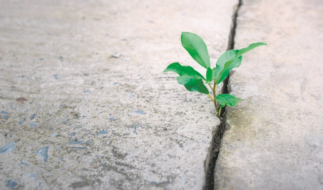 Gratis plantjes voor inwoners van Halderberge | Halderberge - Internetbode