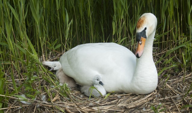 Zwaan in Waterknoop met twee jongen. FOTO HENDRIK BOOT