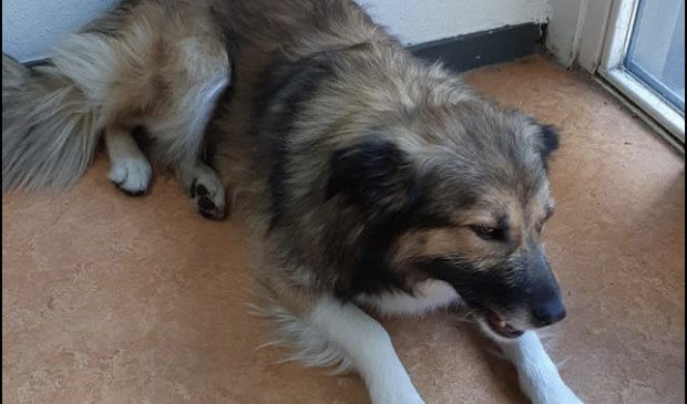 De eigenaar van deze hond wordt gezocht.