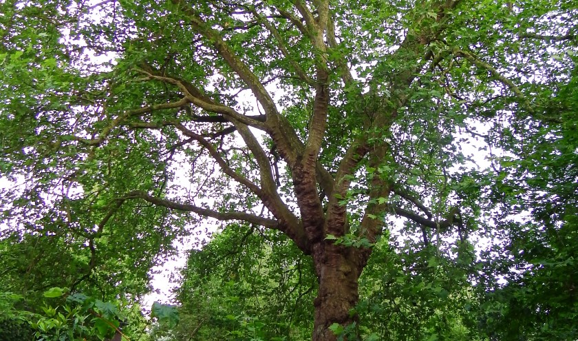 De Witte Paardenkastanje met giftige vruchten en een van de bomen uit de brochure 'Beter met Planten'.