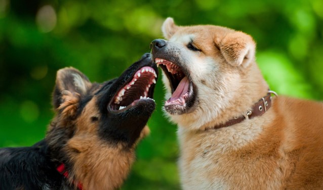 honden-bijten_165918401