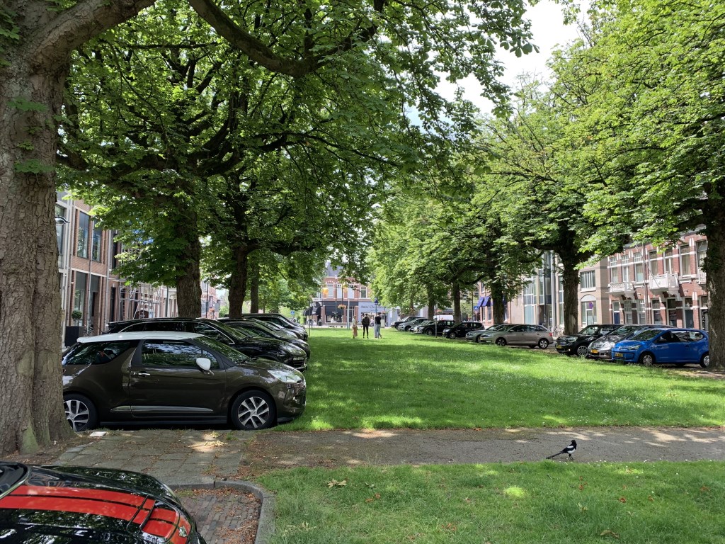 De twintig zieke kastanjes aan de Parkstraat worden gekapt en vervangen door 18 tulpenbomen.