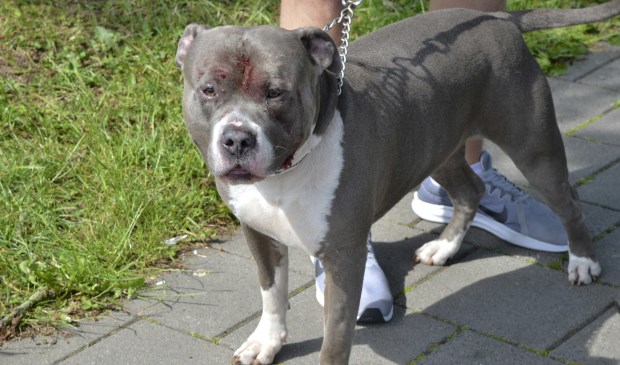 De hond van de gevallen vrouw raakte gewond aan zijn kop.