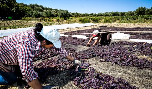 Het gaat hierbij om arbeidsmigranten die vanuit een ander land naar West-Brabant komen om hier betaald werk te verrichten. FOTO SHUTTERSTOCK