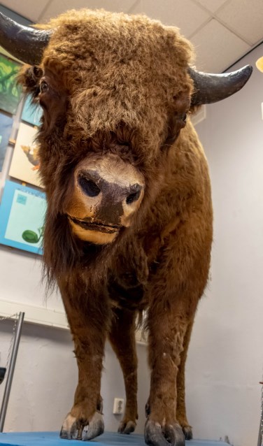 De honderdjarige wisent in het NVMO. FOTO LIESELOTTE BOLDER