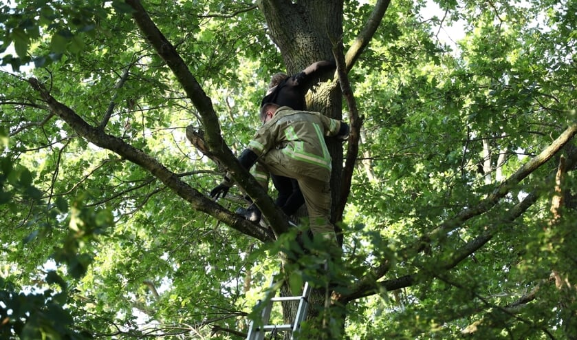 De vrouw werd met een ladder uit de boom gehaald.