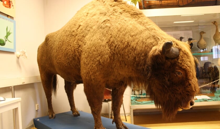 Schajapin, de wisent van het NVMO. FOTO MARCEL DEELEN
