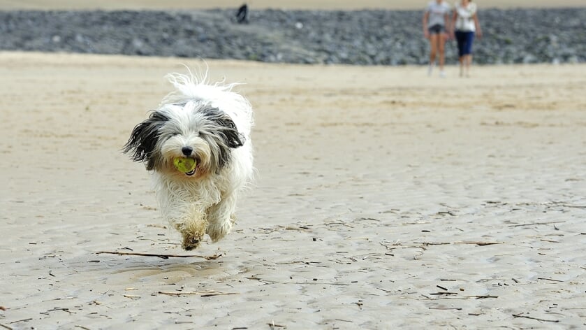 's Zomers overdag geen honden op het strand