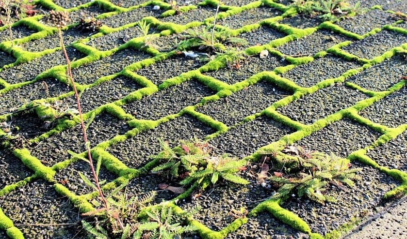 Gemeente Tholen gaat extra borstelen tegen onkruid