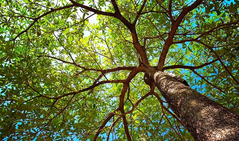 Gemeente laat 93 bomen planten bij geluidswal Kapelle