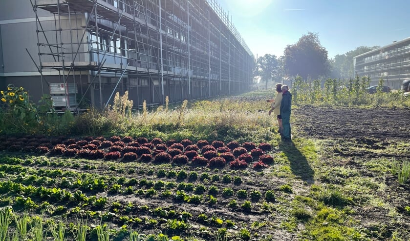 Pennywafelhuis & CitySeeds Middelburg doen mee met de Dag van de Buurt