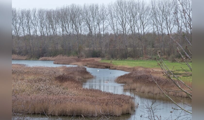 Struinen en vogelen door de Pluimpot en langs de Oosterschelde op Tholen