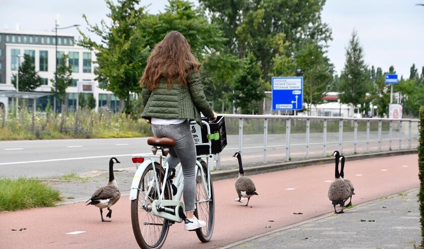 Ruim 500 Goese leerlingen fietsen door stad voor verkeersexamen