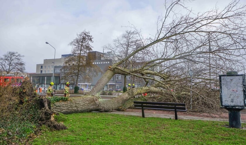 Omgevallen boom zorgt voor veel verkeershinder op Koudekerkseweg