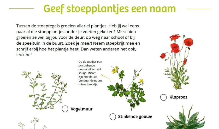 Oproep voor alle Zeeuwse kinderen: geef Zeeuwse stoepplantjes een naam