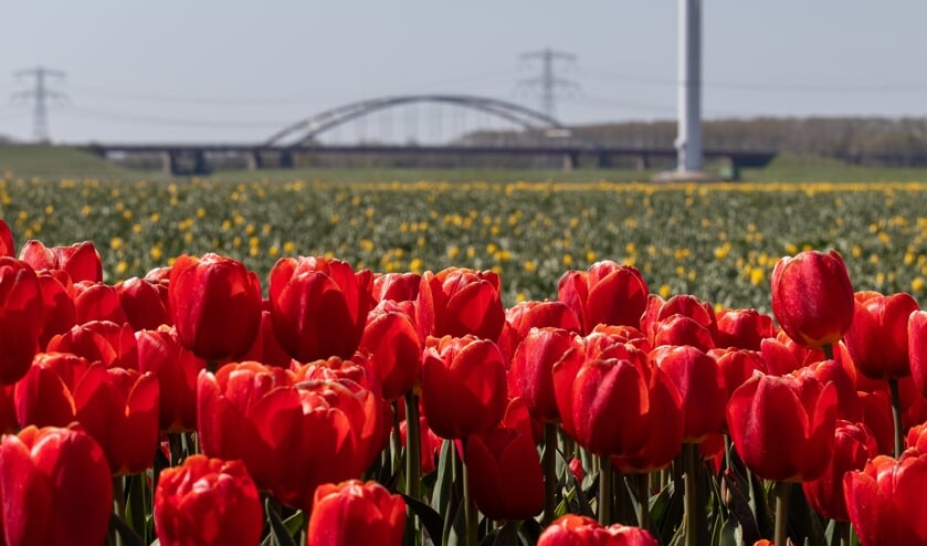 Lezersfoto: Tulpen uit Rilland