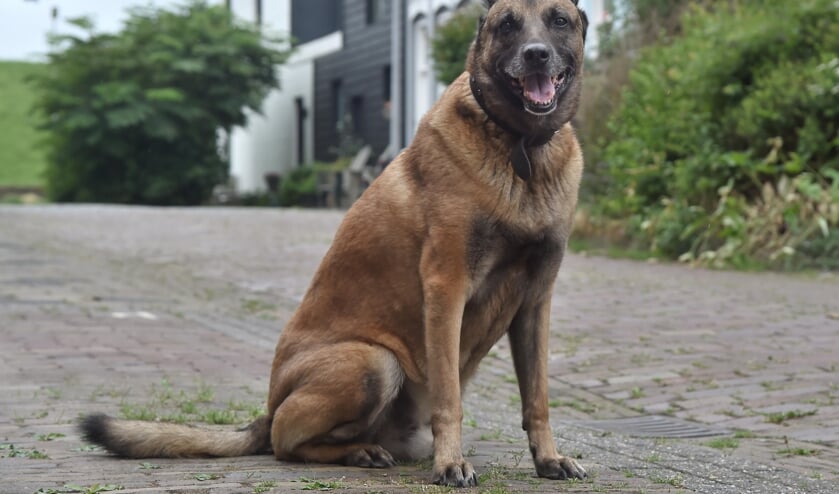 Buurthond Max overleden
