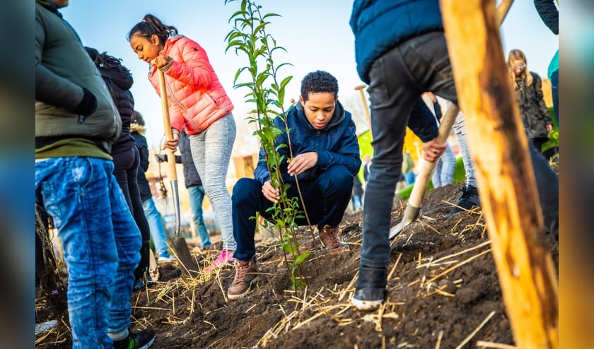 Waterschap Scheldestromen schenkt ook op Tholen vier bomen per school